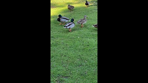 Mallard Ducks 🦆 #mallardducks #ducks #duck #followme #shorts #viral #trending