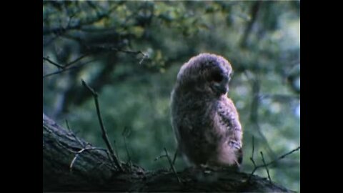 In The Shadow Of The Plough 1986