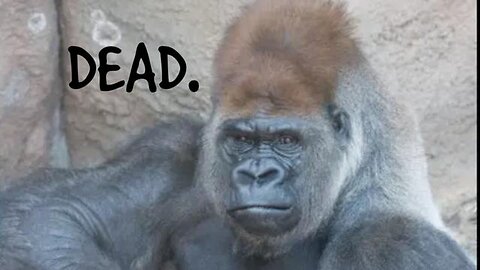 Saint Louis Zoo kills GORILLA with COVID VACCINE!