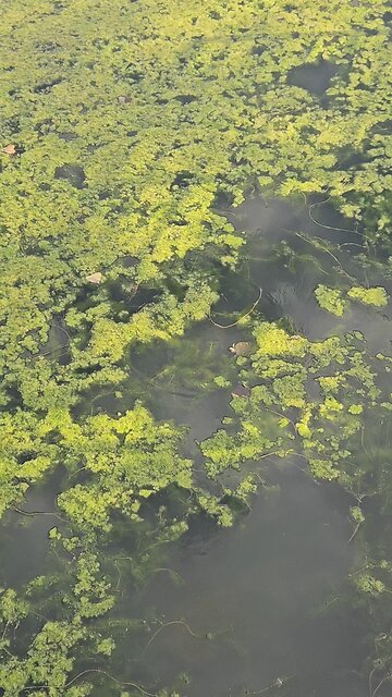 Turtle in River Bend Pond