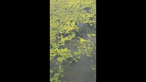 Turtle in River Bend Pond