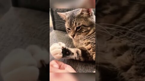 Funny cat video funny animals videos pets funny #funnycat #funnyanimals #cutecat #cats #funnypets