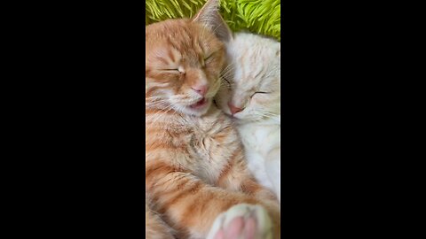 Adorable Sleeping Cat: Cutest Nap Ever!"