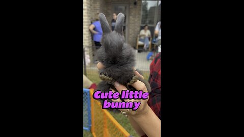 Kristen Sings “I’m a Little Teapot” With a Tiny Bunny 🐰🎵