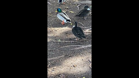Mallard Ducks 🦆 #mallardducks #ducks #duck #followme #shorts #viral #trending