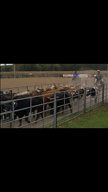 Dublin the Mustang working cattle in the return alley - Team Roping 2 Oct 2021