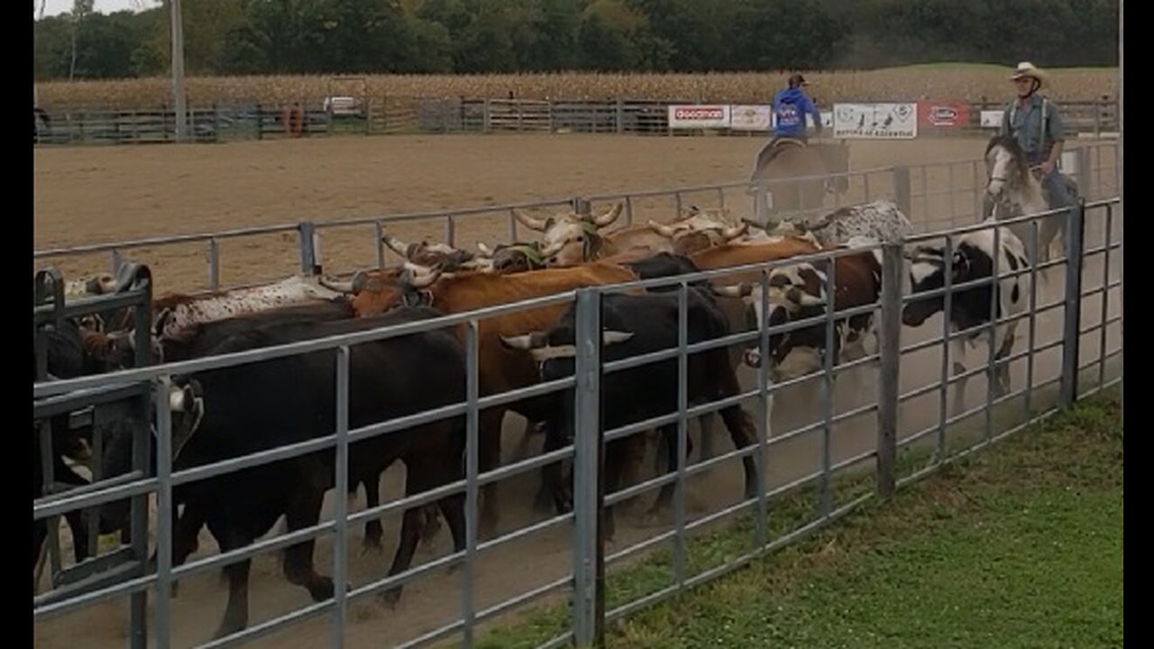 Dublin the Mustang working cattle in the return alley - Team Roping 2 Oct 2021