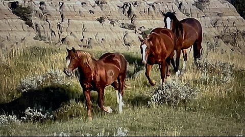 WHOA Wild Horses of America Ep 23 Theodore Roosevelt National Park in North Dakota by Karen King