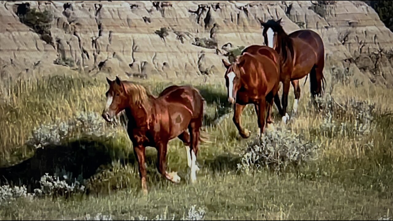 WHOA Wild Horses of America Ep 23 Theodore Roosevelt National Park in North Dakota by Karen King