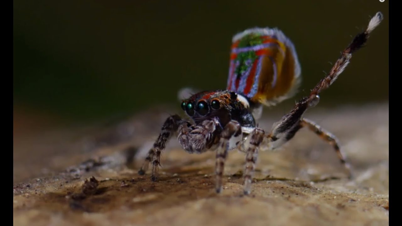 Spider Dances For His Life