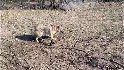 Coyote in a Bridger #3 blind set