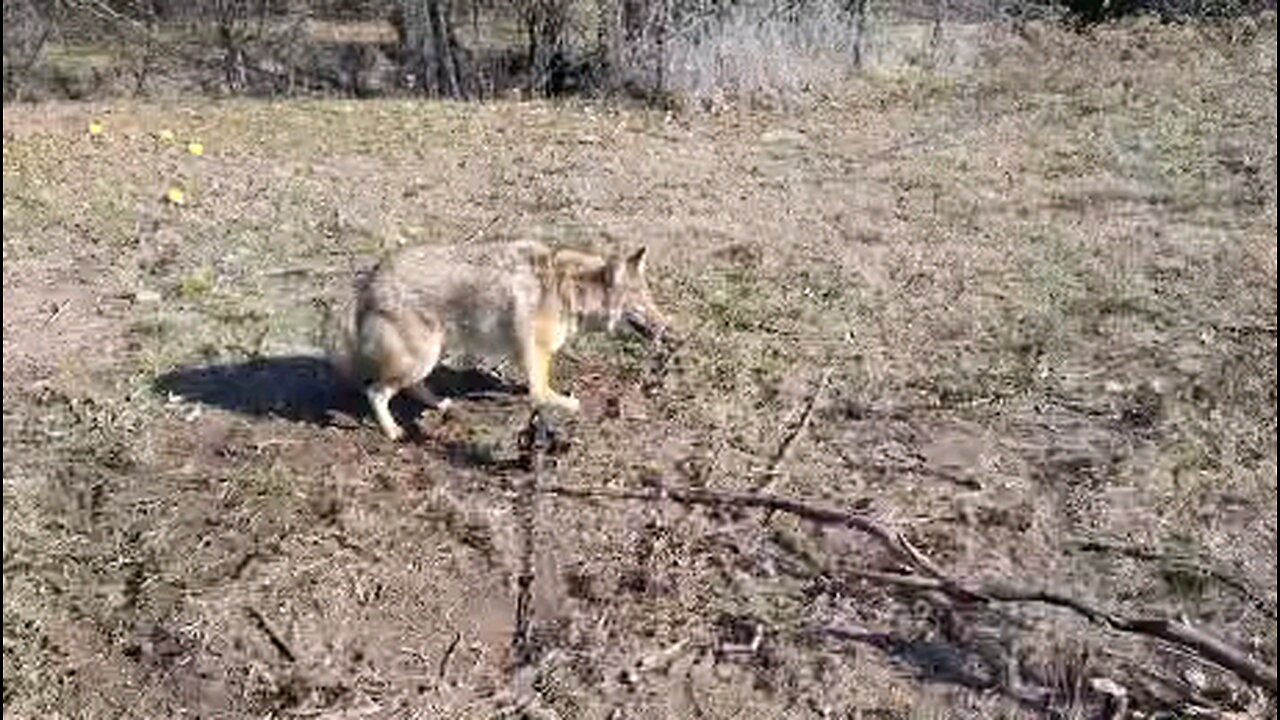 Coyote in a Bridger #3 blind set