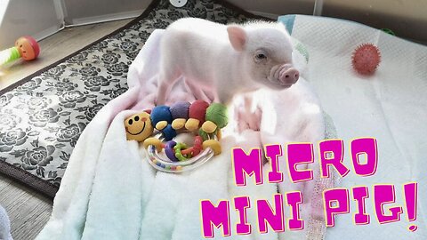 Do YOU think something is WRONG with our littlest PIGLET