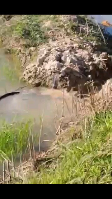 Live wildlife indiana kingKobra