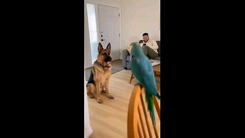 The Parrot Bullies the Dog’s “Guard Duty”