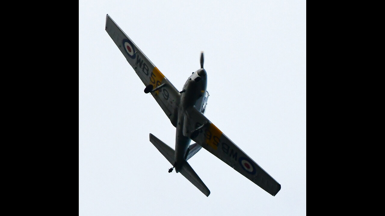 ~Winged Rothschild Monkeys~