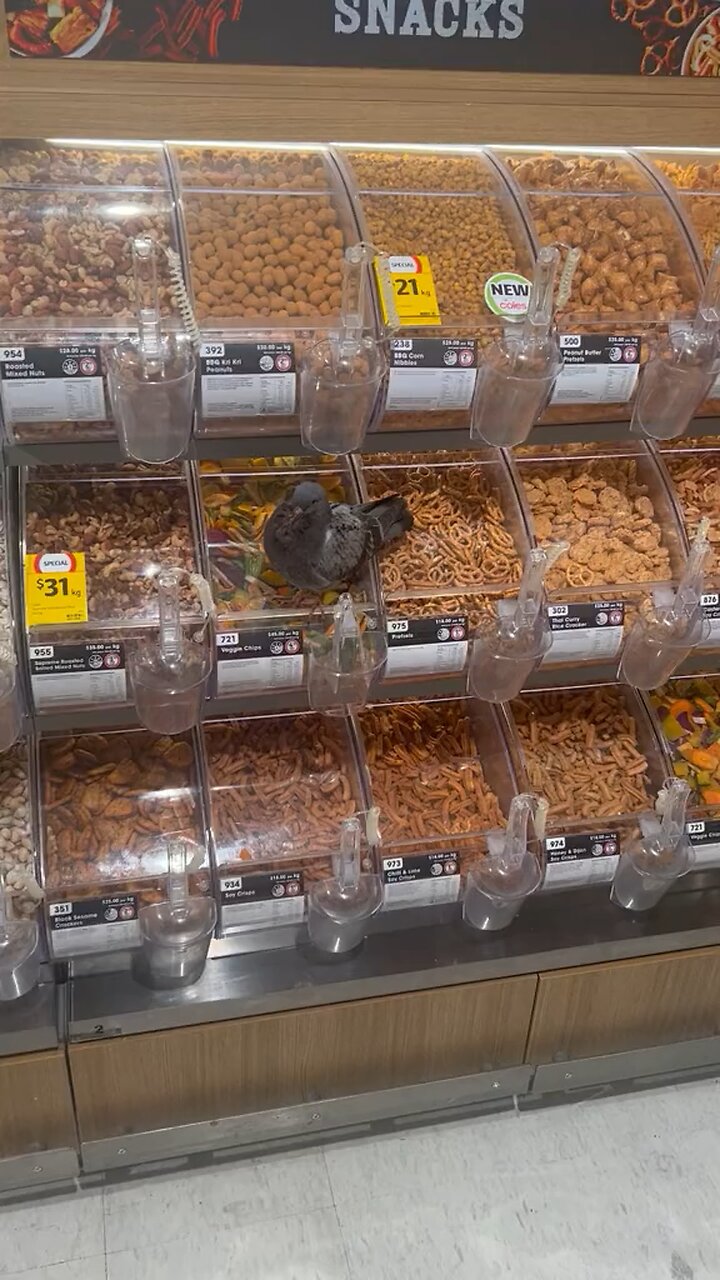 Pigeon shoplifting in Australia 🇦🇺