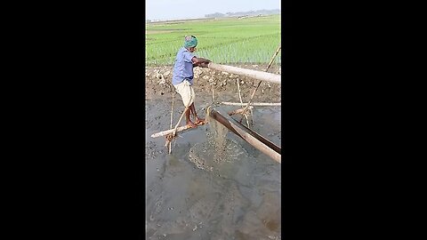 This is how water is irrigated in villages