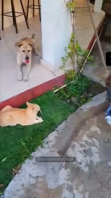 Do not mess with animals