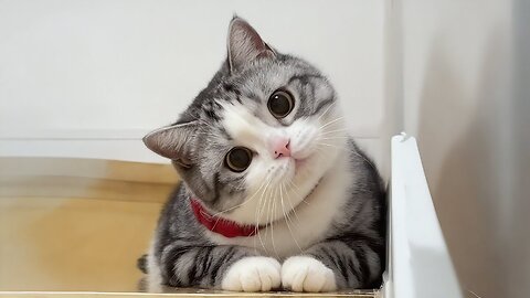 Funny animals videos 😄 funny cute animals, funny kids videos