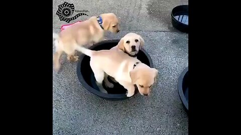 puppy