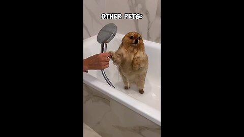 my perety dog