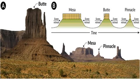The Giant Mother trees