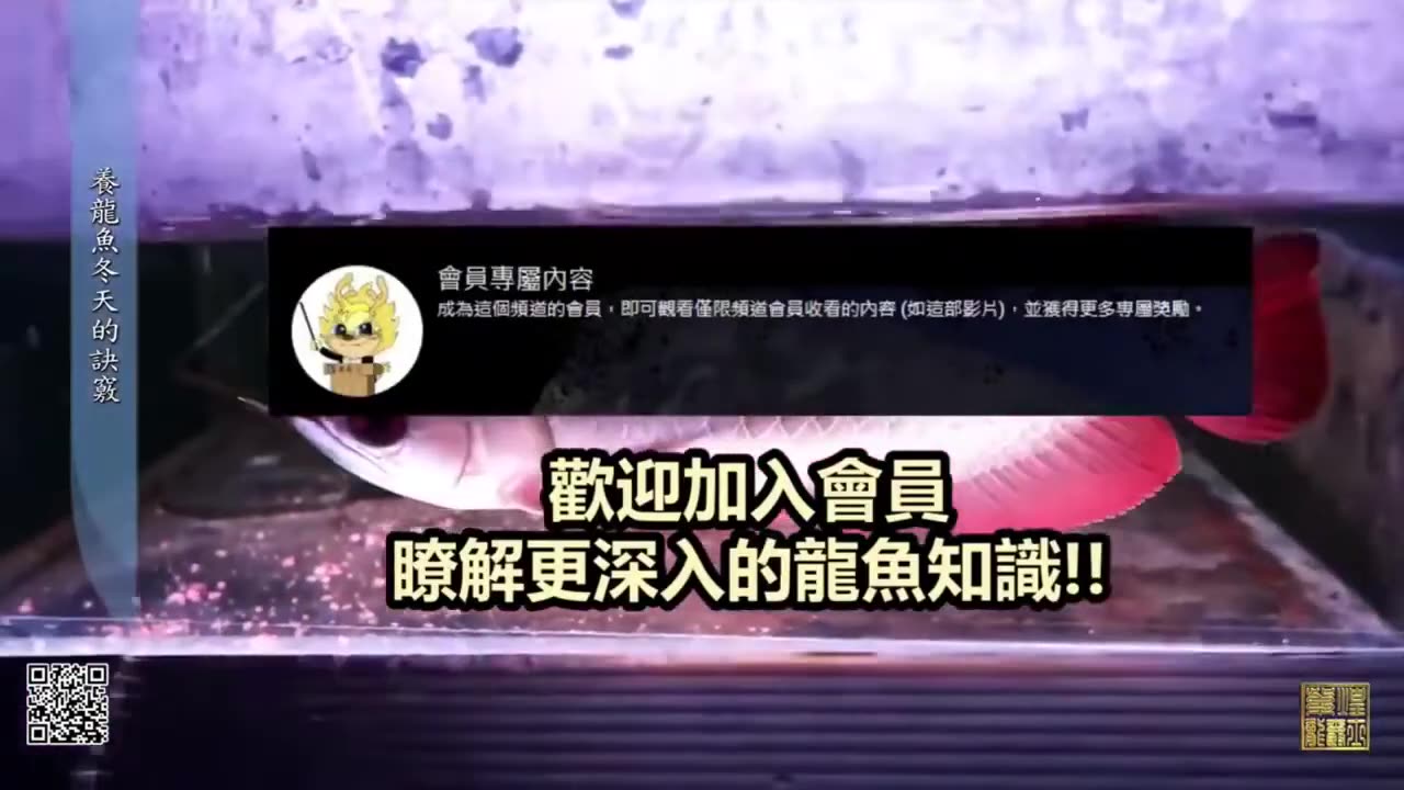 【龍爵士】 龍魚百科 冬天養龍的訣竅