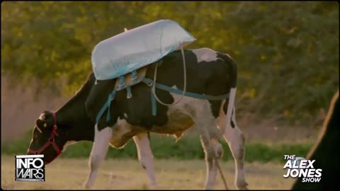 FARTGATE: Torturing Cows Because Their Farts Are 'Bad'