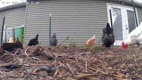 Beaks Down, Tail Feathers Up!