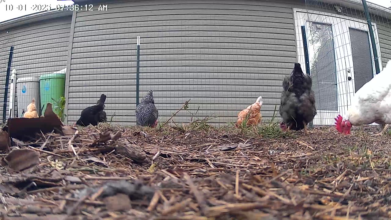 Beaks Down, Tail Feathers Up!