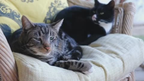 The Elegant World of Cats: Graceful Moves and Mysterious Stares