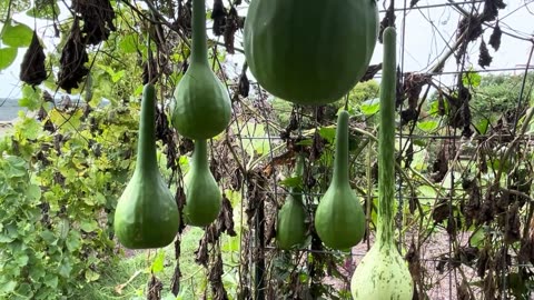 Lining up Gourds
