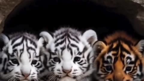 Whiskers 👌😂😁& Jungle Giggles! 🐯😹 Adorable Tiger & Cat videos# Funny Animals