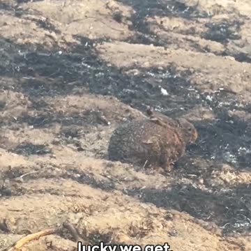 RABBIT COVERED IN ASH HIGHLIGHTS EFFECTS OF LOS ANGELES FIRES IN LOCAL WILDLIFE!!