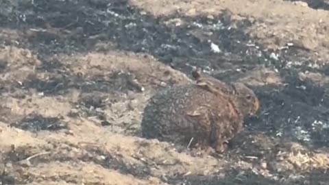 RABBIT COVERED IN ASH HIGHLIGHTS EFFECTS OF LOS ANGELES FIRES IN LOCAL WILDLIFE!!