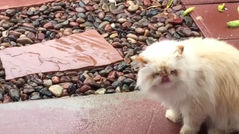 Three 3 minutes Funny Cats Will Make You Laugh For Hours!!! NEW 2025!