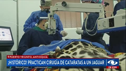 Histórico: exitosa cirugía de cataratas a jaguar en Colombia