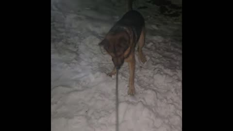 Virgil german shepherd.