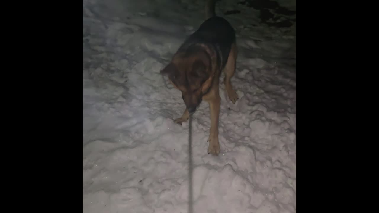 Virgil german shepherd.