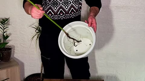 Giving life back to my Avocado tree