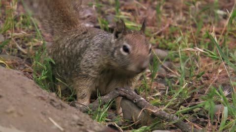 Los animalitos de Andy - T01E13 - Haciendo Trucos