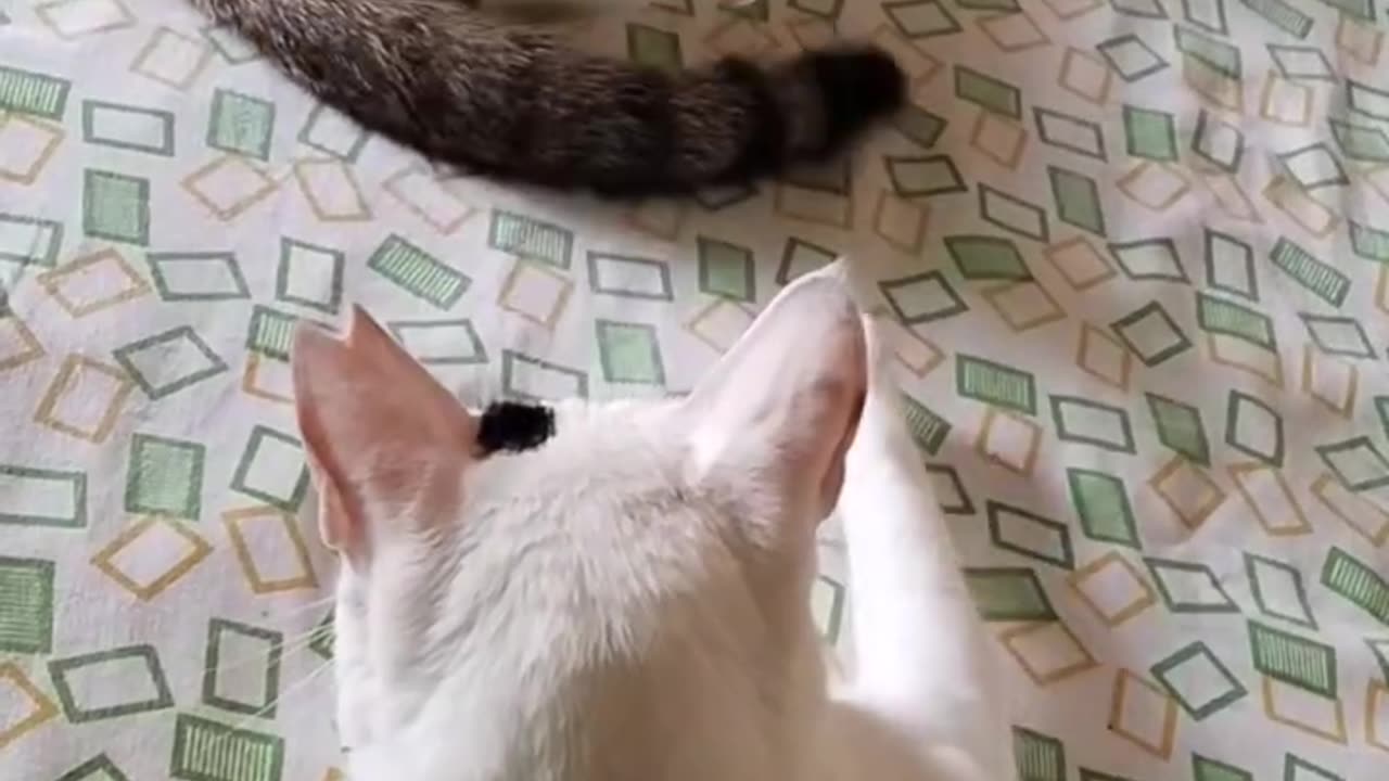 Funnay Animals