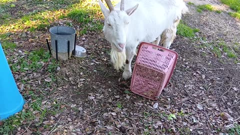 お正月の山羊さん