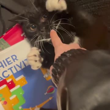 "Playful Moments: A Black Cat's Fun with Its Owner"