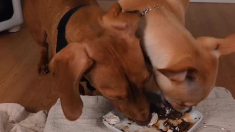 Dog Lover's