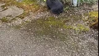 If I was a rabbit