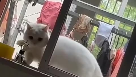 Cat funny video