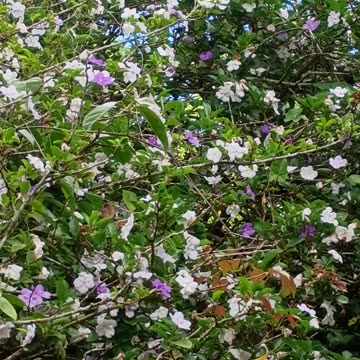 30.12.2024 Out of Control Kuranda