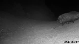 IDF Surveillance Cameras In the Northern Negev Desert Pick Up Suspicious Activity